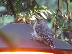 Melanerpes uropygialis