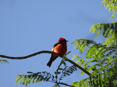 Pyrocephalus rubinus