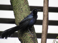 Quiscalus mexicanus
