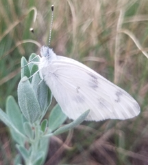 Pontia occidentalis