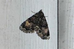 Metalectra richardsi