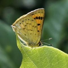 Lycaena edna