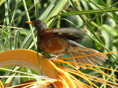 Turdus rufopalliatus