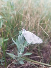 Pontia occidentalis