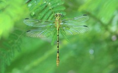 Erpetogomphus bothrops