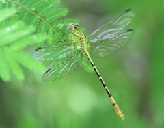 Erpetogomphus bothrops