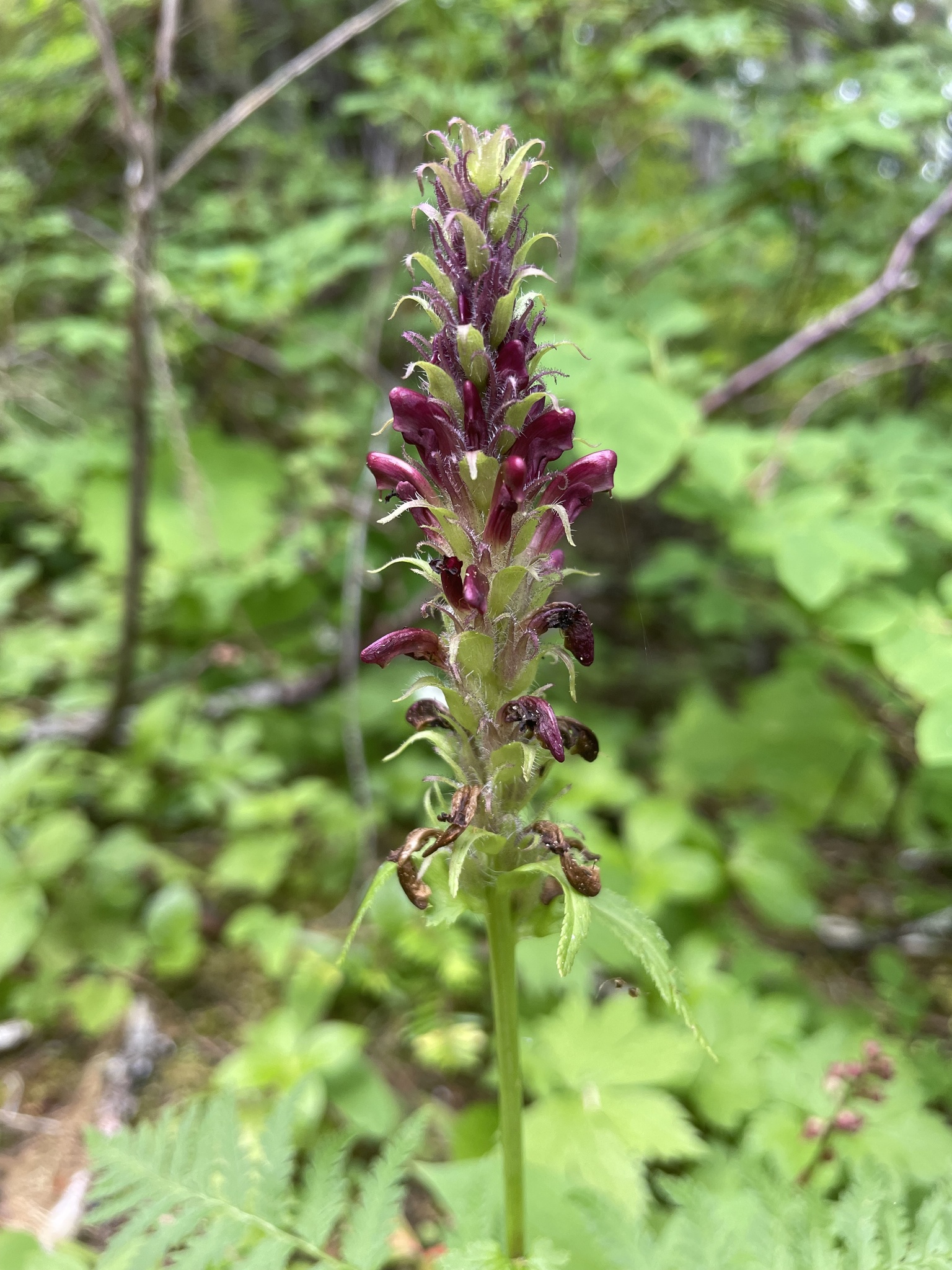 Pedicularis bracteosa var. atrosanguinea