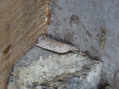 Planotortrix