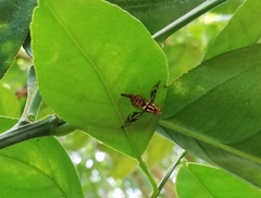 Anastrepha serpentina