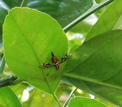 Anastrepha serpentina