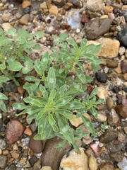 Amaranthus polygonoides