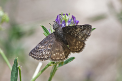 Erynnis icelus