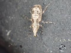 Meconemus infuscatus