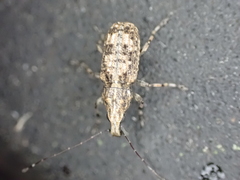 Meconemus infuscatus