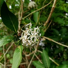 Pavetta indica