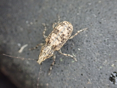 Meconemus infuscatus