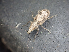 Meconemus infuscatus