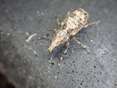 Meconemus infuscatus