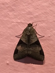 Melipotis fasciolaris