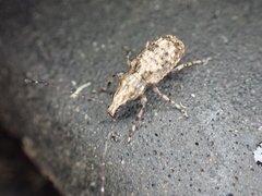 Meconemus infuscatus
