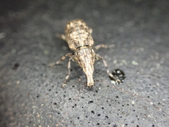 Meconemus infuscatus