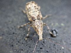 Meconemus infuscatus