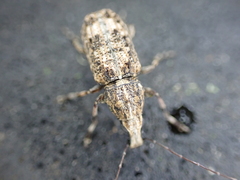 Meconemus infuscatus