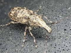 Meconemus infuscatus