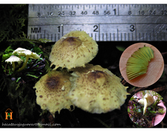 Lepiota trichroma
