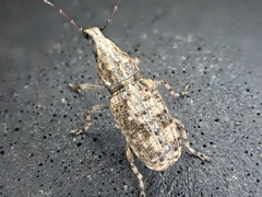 Meconemus infuscatus