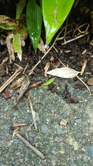 Atractomorpha lata