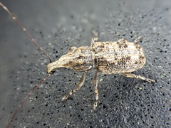 Meconemus infuscatus