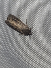 Athetiina