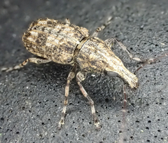 Meconemus infuscatus