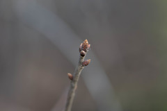 Quercus boyntonii