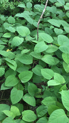 Reynoutria japonica