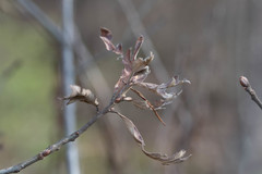 Quercus boyntonii