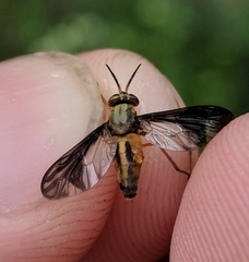 Chrysops moechus