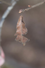 Quercus boyntonii