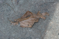 Quercus boyntonii