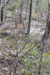 Quercus boyntonii