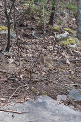 Quercus boyntonii