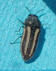 Acmaeodera quadrivittata