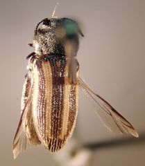 Acmaeodera quadrivittata