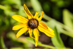 Triepeolus distinctus