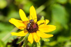 Triepeolus distinctus