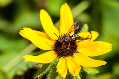 Triepeolus distinctus