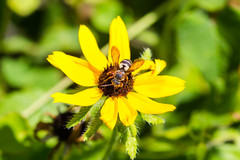 Triepeolus distinctus