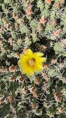 Opuntia fragilis