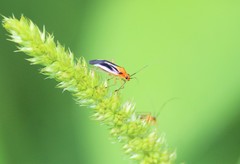 Ganocapsus filiformis